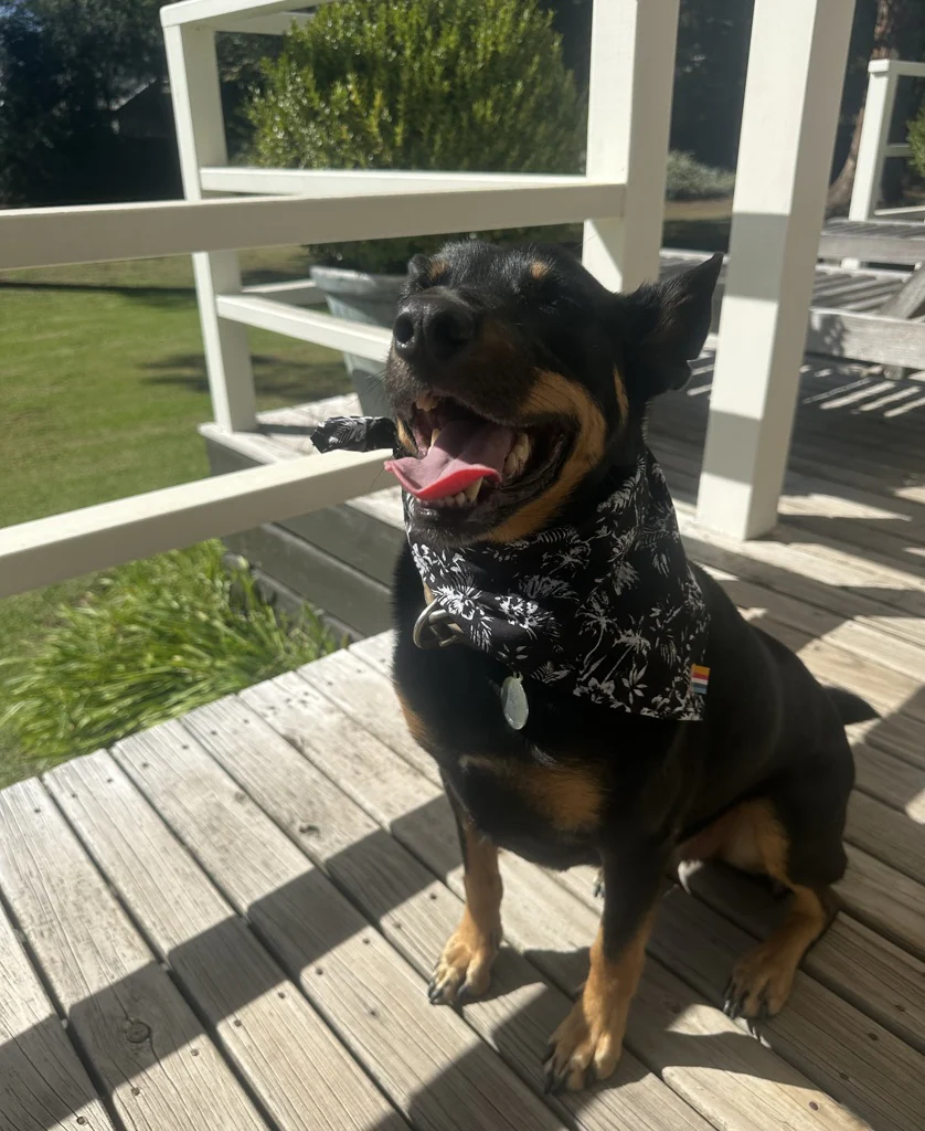 Dog Bandana | Palms Black - Image 3