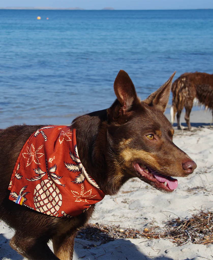 Dog Bandana | Pineapple Rust - Image 2